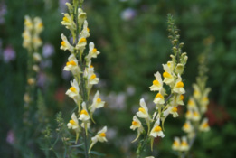 Linaria vulgarisVlasbekje bestellen
